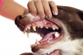 Zapalenie dziąseł u psów: objawy i leczenie