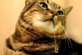 Nadmierne ślinienie: dlaczego kot ślini się z ust