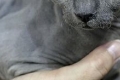Hipoalergiczne rasy kotów dla alergików: zdjęcia i imiona