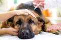 Niedoczynność tarczycy u psów: objawy i leczenie
