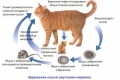 Robaki u kotów: rodzaje, objawy, leczenie i profilaktyka