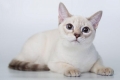 Charakter i opis egzotycznego kota rasy tajskiej