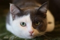 Typowe objawy i leczenie zapalenia jelita grubego u kotów