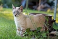 Typowe objawy i leczenie choroby zakrzepowo-zatorowej u kotów
