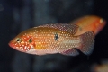 Chromis-przystojny (hemichromis bimaculatus)