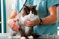 Instrukcja stosowania leku cestal dla kotów