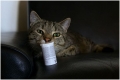 Instrukcja stosowania tabletek dirofen dla kotów