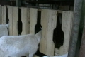 Instrukcje dla majsterkowiczów dotyczące tworzenia karmnika dla kóz