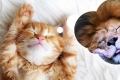 Interesujące fakty dotyczące zwierząt domowych: czy koty śnią?
