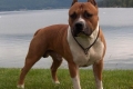 Historia i opis american staffordshire terrier