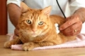 Skuteczne leczenie zapalenia pęcherza u kotów: leki, alternatywne metody i pielęgnacja
