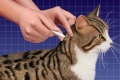 Skuteczne leki i środki ludowe przeciwko pchłom dla dorosłych kotów i kociąt