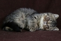 Kot egzotyczny lub pers krótkowłosy