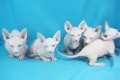 Egzotyczna rasa kotów bambino: sfinks na krótkich nogach