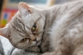 Zapalenie jelit u kotów: objawy i leczenie infekcji wirusowej