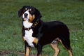 Pies pasterski entlebucher jest jednym z najrzadszych psów pasterskich na świecie