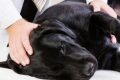 Padaczka u psów: pierwsza pomoc i popularne zabiegi