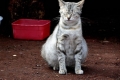 Jak długo kot nosi kocięta: wiek ciążowy, oznaki owiec