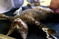 Jak kastrować koty: rodzaje i cechy procedur