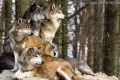 Jak polują wilki