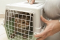 Jak przewozić kota w samolocie: zasady przewożenia zwierząt domowych
