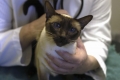 Jak wirusowe zapalenie otrzewnej objawia się u kotów, główne metody leczenia choroby