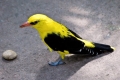 Jak żyje wilga: 9 interesujących faktów o małym ptaszku cytrynowym