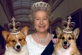 Jaka jest ulubiona rasa psów królowej elżbiety??