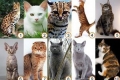 Jakie są rasy kotów: imiona wszystkich kotów domowych, zdjęcia
