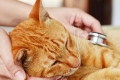 Jakie charakterystyczne objawy pojawiają się u kotów zarażonych robakami i jak szybko się ich pozbyć?