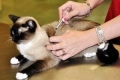 Jakie szczepienia podaje się kotom
