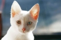 Jakie są objawy zapalenia jelit u kota i jak je leczyć?
