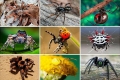 Jakie rodzaje pająków występują w naturze