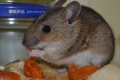 Jaki jest najskuteczniejszy środek na szczury i myszy?