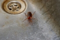 Jaki jest najskuteczniejszy środek na karaluchy w mieszkaniu?