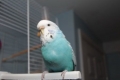 Którą papugę lepiej mieć w mieszkaniu - jakie niespodzianki mogą zaprezentować