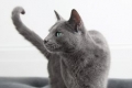 Jakiej rasy jest kot z reklamy „whiskas”?