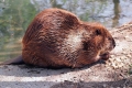 Bóbr kanadyjski (castor canadensis)