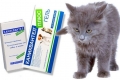 Caniquantel dla kotów: instrukcje użytkowania, cena, recenzje
