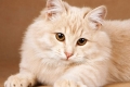 Krople pcheł dla dorosłych kotów i kociąt: instrukcje i przegląd najlepszych środków zaradczych