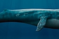 Wieloryby to morskie potwory