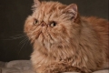 Klasyczny kot perski