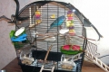 Klatka dla papug - błędy początkujących miłośników ptaków i cechy kupowania nowego domu dla zwierzaka