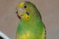Knemidokoptoza u papug