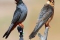 Kobczik (łac. Falco vespertinus)