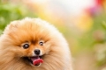 Psy domowe: top-10 najpopularniejszych ras