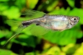 Corinopoma - tetra smok