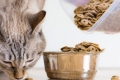 Karma dla kotów monge: skład i cechy diet