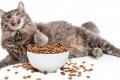 Pokarm dla kotów wykastrowanych i wykastrowanych: charakterystyka i zasady selekcji
