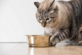 Holistyczna karma dla kotów: skład i ocena najlepszej karmy